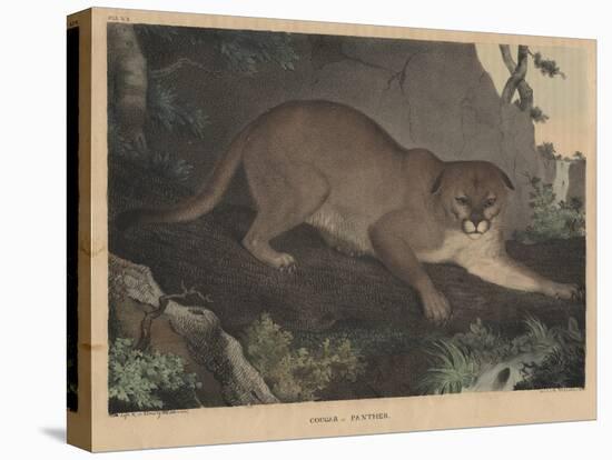 Cougar or Panther-Mannevillette Elihu Dearing Brown-Premier Image Canvas