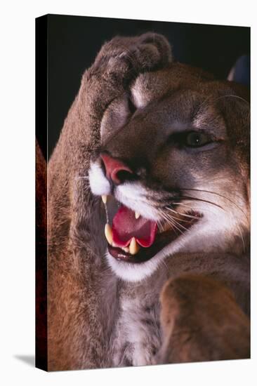 Cougar Rubbing its Head-DLILLC-Premier Image Canvas