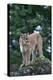 Cougar Standing on Rock-DLILLC-Premier Image Canvas