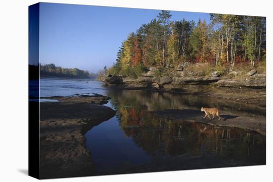 Cougar Walking along the Kettle River-W. Perry Conway-Premier Image Canvas