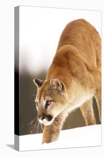 Cougar-null-Premier Image Canvas