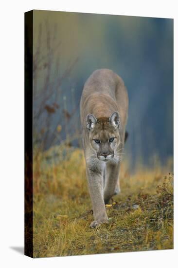 Cougar-DLILLC-Premier Image Canvas