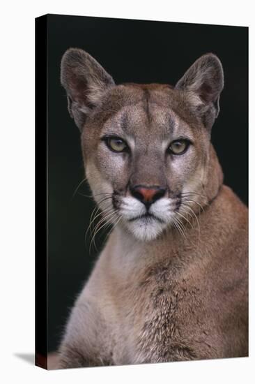 Cougar-DLILLC-Premier Image Canvas