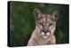 Cougar-DLILLC-Premier Image Canvas