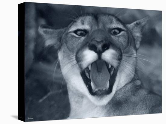 Cougar-Gordon Semmens-Premier Image Canvas