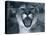 Cougar-Gordon Semmens-Premier Image Canvas