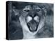 Cougar-Gordon Semmens-Premier Image Canvas