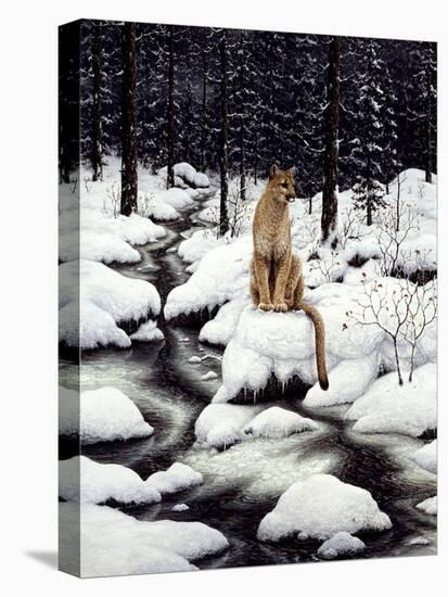 Cougar-Jeff Tift-Premier Image Canvas