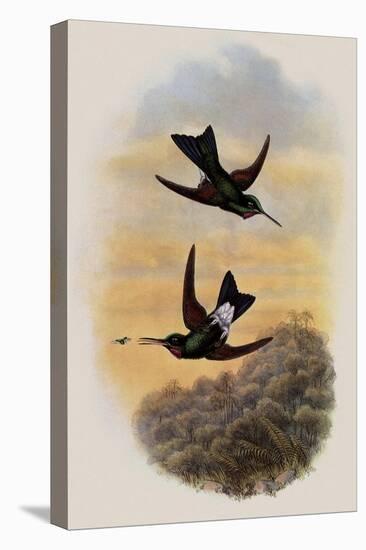 Count Branicki's Hummingbird, Lampraster Branickii-John Gould-Premier Image Canvas