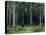 Countess Mordvinov's Forest, 1891-Ivan Ivanovitch Shishkin-Premier Image Canvas