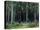 Countess Mordvinov's Forest, 1891-Ivan Ivanovitch Shishkin-Premier Image Canvas