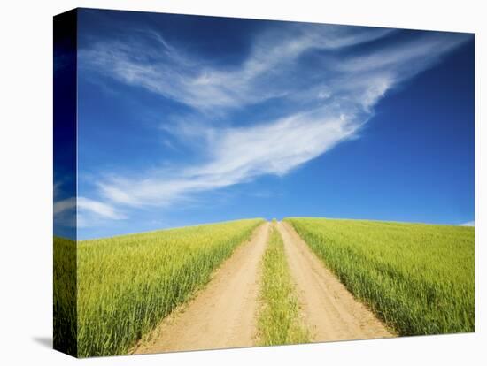 Country Back Road Through Spring Wheat Fields-Terry Eggers-Premier Image Canvas
