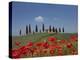 Country Home and Poppies, Near Pienza, Tuscany, Italy, Europe-Angelo Cavalli-Premier Image Canvas