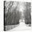 Country Lane in Winter-Nicholas Bell-Premier Image Canvas