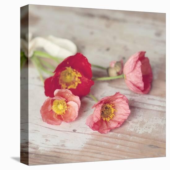 Country Poppies-Mandy Lynne-Stretched Canvas