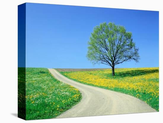 Country road and tree, spring-Herbert Kehrer-Premier Image Canvas
