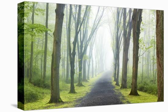 Country Road Photo VIII-James McLoughlin-Premier Image Canvas