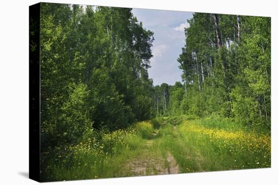 Countryside Road-duallogic-Premier Image Canvas