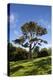 County Down; Ireland; Lebanon Cedar in Castleward Domesne Near Strangford-null-Premier Image Canvas