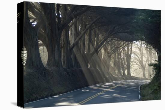 County Road with Sunlight Filtering in Through the Trees, Mendocino, California, Usa-Natalie Tepper-Premier Image Canvas