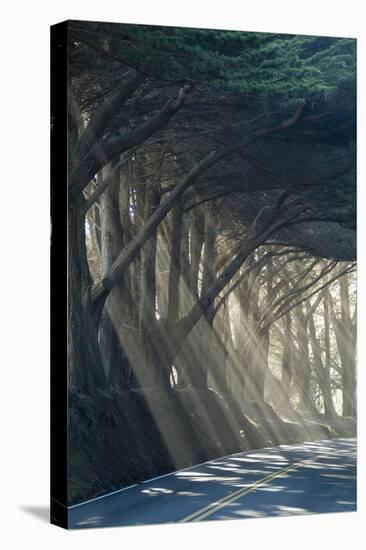 County Road with Sunlight Filtering in Through the Trees, Mendocino, California, Usa-Natalie Tepper-Stretched Canvas