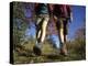 Couple Hiking During Autumn-null-Premier Image Canvas