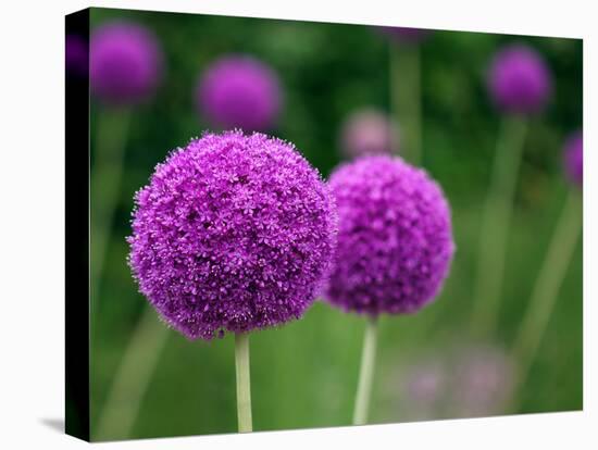 Couple of the Allium Purple Flowers Growing in the Garden-NorthernLand-Premier Image Canvas