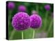 Couple of the Allium Purple Flowers Growing in the Garden-NorthernLand-Premier Image Canvas