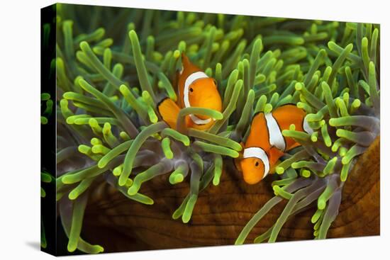 Couple Orange Ringlet-Anemone Fish, Amphiprion Ocellaris, Florida Islands, the Solomon Islands-Reinhard Dirscherl-Premier Image Canvas