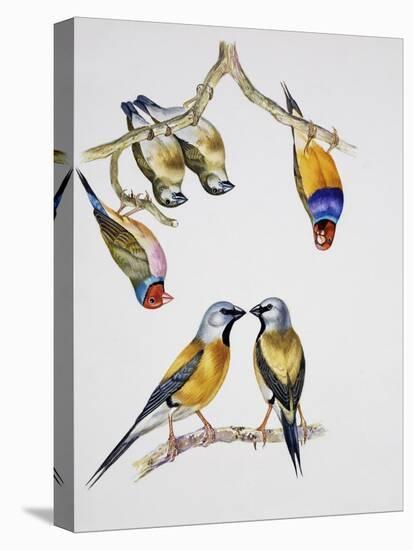 Couples of Gouldian Finch (Chloebia Gouldiae) and Couple of Black-Throated Finch (Poephila Cincta)-null-Premier Image Canvas