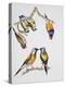 Couples of Gouldian Finch (Chloebia Gouldiae) and Couple of Black-Throated Finch (Poephila Cincta)-null-Premier Image Canvas