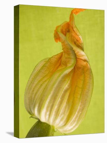 Courgette Flower-null-Premier Image Canvas