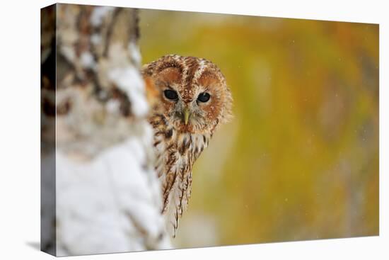 Courious Tawny Owl-Stanislav Duben-Premier Image Canvas