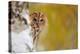 Courious Tawny Owl-Stanislav Duben-Premier Image Canvas