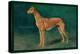 Coursing Greyhound-null-Stretched Canvas