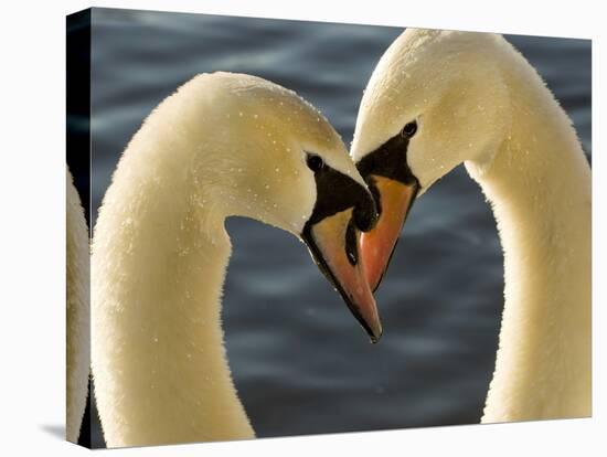 Courtship Display of Mute Swans, Cygnus Olor, Stanley Park, British Columbia, Canada-Paul Colangelo-Premier Image Canvas