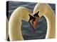 Courtship Display of Mute Swans, Cygnus Olor, Stanley Park, British Columbia, Canada-Paul Colangelo-Premier Image Canvas
