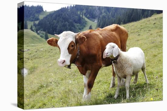 Cow and Sheep-Trbilder-Premier Image Canvas