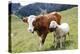 Cow and Sheep-Trbilder-Premier Image Canvas