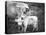 Cow Care Crop-Nathan Larson-Premier Image Canvas