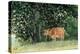 Cow in Pasture, 1878-Winslow Homer-Premier Image Canvas