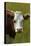 Cow, Matukituki Valley, Near Wanaka, Otago, South Island, New Zealand-David Wall-Premier Image Canvas