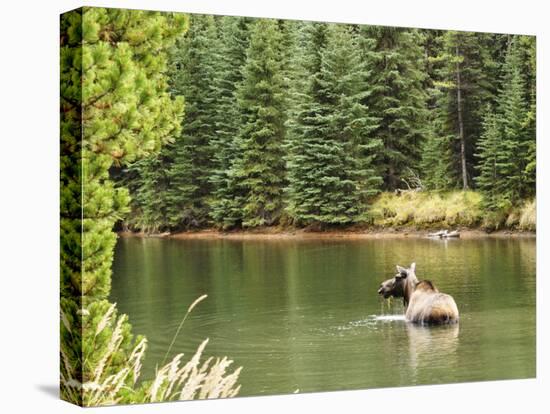 Cow Moose Feeding in Moose Lake, Jasper National Park, UNESCO World Heritage Site, Alberta, Canada-Jochen Schlenker-Premier Image Canvas