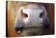 Cow Muzzle-Bjorn Svensson-Premier Image Canvas