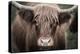 Cow Nose Light-Nathan Larson-Premier Image Canvas