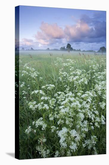 Cow Parsely (Anthriscus Sylvestris) in Meadow at Dawn, Nemunas Regional Reserve, Lithuania, June-Hamblin-Premier Image Canvas