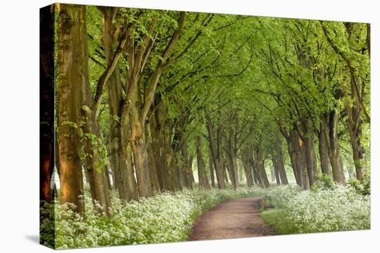 Cow Parsley Curve-Lars Van de Goor-Premier Image Canvas