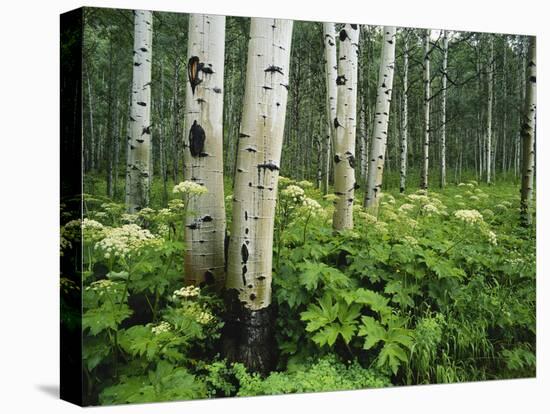 Cow Parsnip Growing in Aspen Grove, White River National Forest, Colorado, USA-Adam Jones-Premier Image Canvas