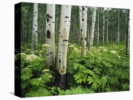 Cow Parsnip Growing in Aspen Grove, White River National Forest, Colorado, USA-Adam Jones-Premier Image Canvas