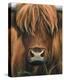 Cow Portrait-Sarah Stribbling-Stretched Canvas